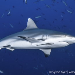 ©-Sylvie-Ayer-Micronesie-grey-shark