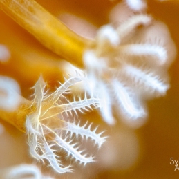 @-Sylvie-Ayer-coral-Palau-Micronesia