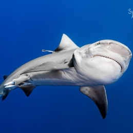 @-Sylvie-Ayer-Mozambique-Bull-Shark