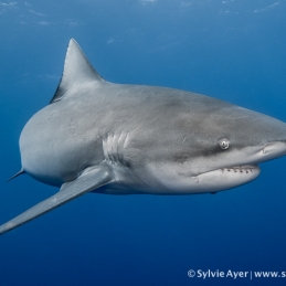 ©-Sylvie-Ayer-Mozambique-bull-shark-13