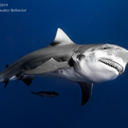 ©-Sylvie-Ayer-Mozambique-Bull-shark