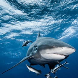 ©-Sylvie-Ayer-Mozambique-bull-shark-3