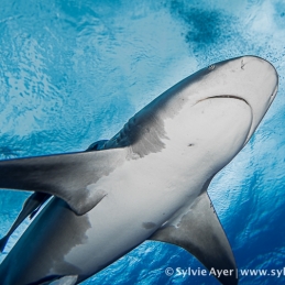 ©-Sylvie-Ayer-Mozambique-bull-shark-5