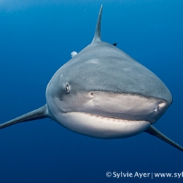 ©-Sylvie-Ayer-Mozambique-bull-shark-6