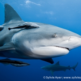 ©-Sylvie-Ayer-Mozambique-bull-shark-7
