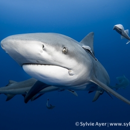 ©-Sylvie-Ayer-Mozambique-bull-shark-8