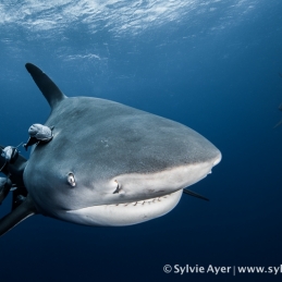 ©-Sylvie-Ayer-Mozambique-bull-shark-9