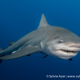 ©-Sylvie-Ayer-Mozambique-bull-shark-12