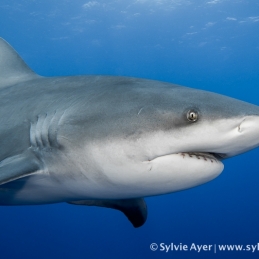 ©-Sylvie-Ayer-Mozambique-bull-shark-14