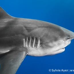 ©-Sylvie-Ayer-Mozambique-bull-shark-15