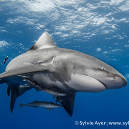 ©-Sylvie-Ayer-Mozambique-Bull-shark-30
