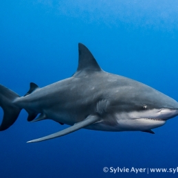©-Sylvie-Ayer-Mozambique-bull-shark-17
