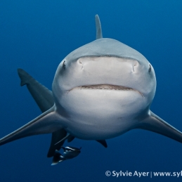 ©-Sylvie-Ayer-Mozambique-bull-shark-18