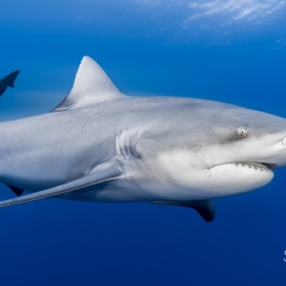 ©-Sylvie-Ayer-mozambique-bull-shark