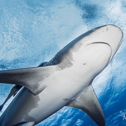 @-Sylvie-Ayer-Mozambique-Bull-Shark