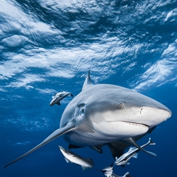 @-Sylvie-Ayer-Mozambique-Bull-Shark
