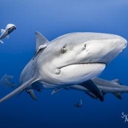 @-Sylvie-Ayer-Mozambique-Bull-Shark