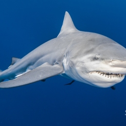 @-Sylvie-Ayer-Mozambique-Bull-Shark