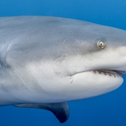 @-Sylvie-Ayer-Mozambique-Bull-Shark