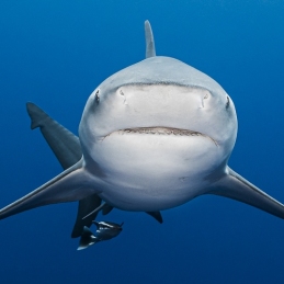 @-Sylvie-Ayer-Mozambique-Bull-Shark