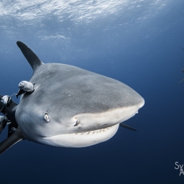 @-Sylvie-Ayer-Mozambique-Bull-Shark