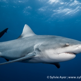 ©-Sylvie-Ayer-Mozambique-bull-shark
