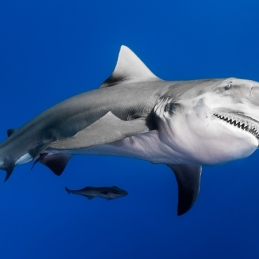 @-Sylvie-Ayer-Mozambique-Bull-Shark