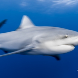 @-Sylvie-Ayer-Mozambique-Bull-Shark