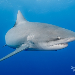 @-Sylvie-Ayer-Mozambique-Bull-Shark