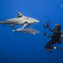 @-Sylvie-Ayer-Mozambique-Bull-Shark