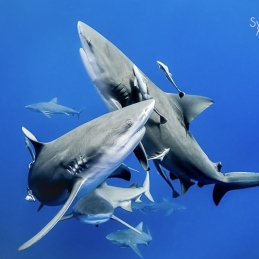 @-Sylvie-Ayer-Mozambique-Bull-Shark