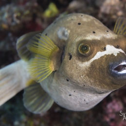 @-Sylvie-Ayer-Indonesia-raja-ampat-Masked-Puffer