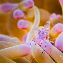 @-Sylvie-Ayer-Indonesia-raja-ampat-Sarasvati-anemone-shrimp
