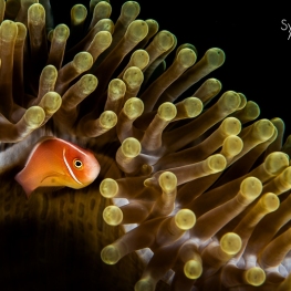 @-Sylvie-Ayer-Indonesia-raja-ampat-anemone-fish