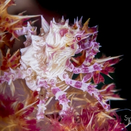 @-Sylvie-Ayer-Indonesia-raja-ampat-candy-crab