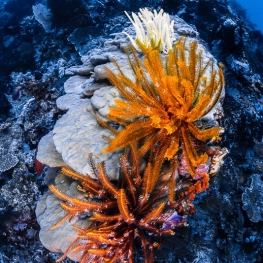 @-Sylvie-Ayer-Indonesia-raja-ampat-coral