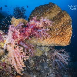 @-Sylvie-Ayer-Indonesia-raja-ampat-corals
