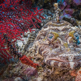 @-Sylvie-Ayer-Indonesia-raja-ampat-crocodile-fish