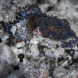 @-Sylvie-Ayer-Indonesia-raja-ampat-decorator-crab