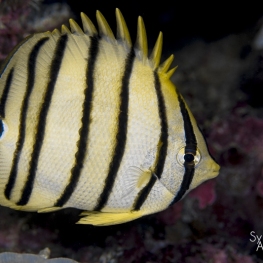 @-Sylvie-Ayer-Indonesia-raja-ampat-eight-banded-butterflyfish