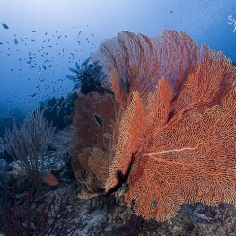 @-Sylvie-Ayer-Indonesia-raja-ampat-gorgone