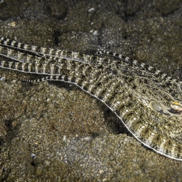 @-Sylvie-Ayer-Indonesia-raja-ampat-mimic-octopus