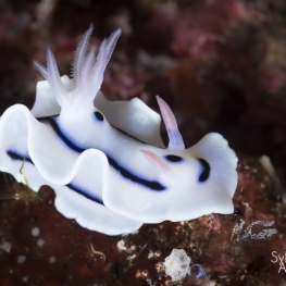 @-Sylvie-Ayer-Indonesia-raja-ampat-nudibranch