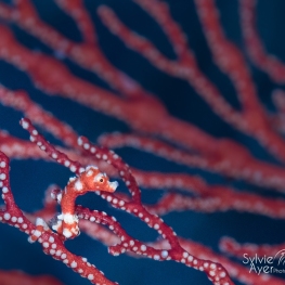 @-Sylvie-Ayer-Indonesia-raja-ampat-pygmy-seahorse