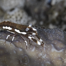 @-Sylvie-Ayer-Indonesia-raja-ampat-shrimp