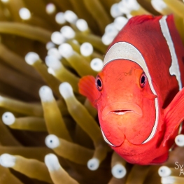 @-Sylvie-Ayer-Indonesia-raja-ampat-spinecheek-anemonefish
