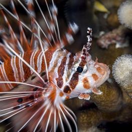 @-Sylvie-Ayer-Indonesia-raja-ampat-spotfin-lion-fish