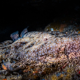 @-Sylvie-Ayer-Indonesia-raja-ampat-tassled-wobbegong