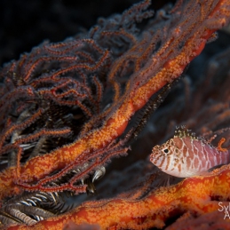 @-Sylvie-Ayer-Indonesia-raja-ampat-threadfin-hawkfish