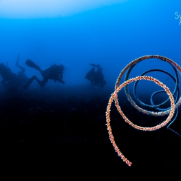 @-Sylvie-Ayer-Indonesia-raja-ampat-whip-coral-and-divers